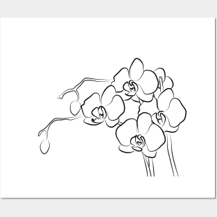 Orchid Line Art Drawing Posters and Art